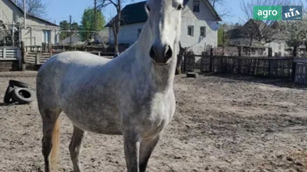 Кобыла    - фото 1