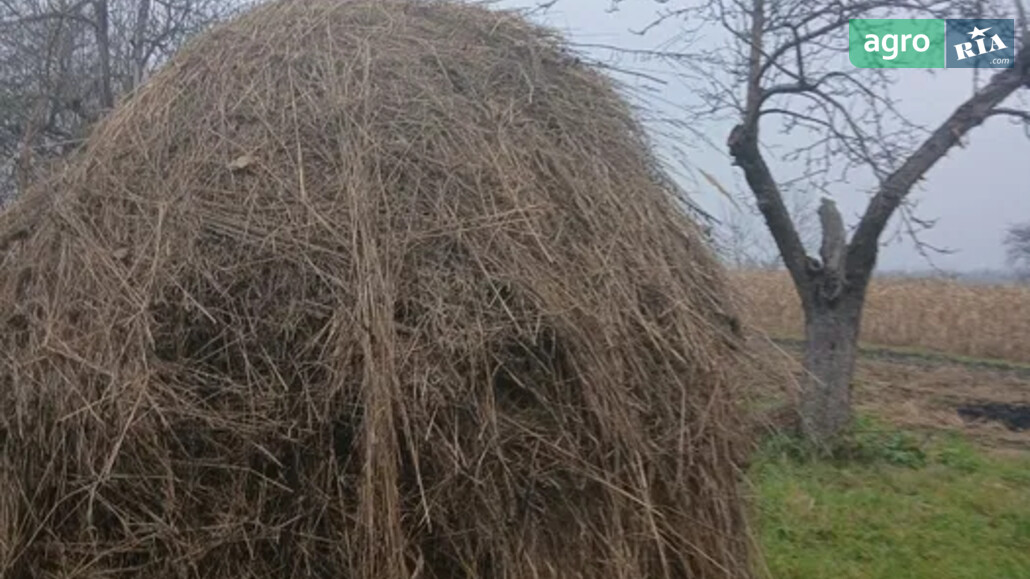 Сено    - фото 1
