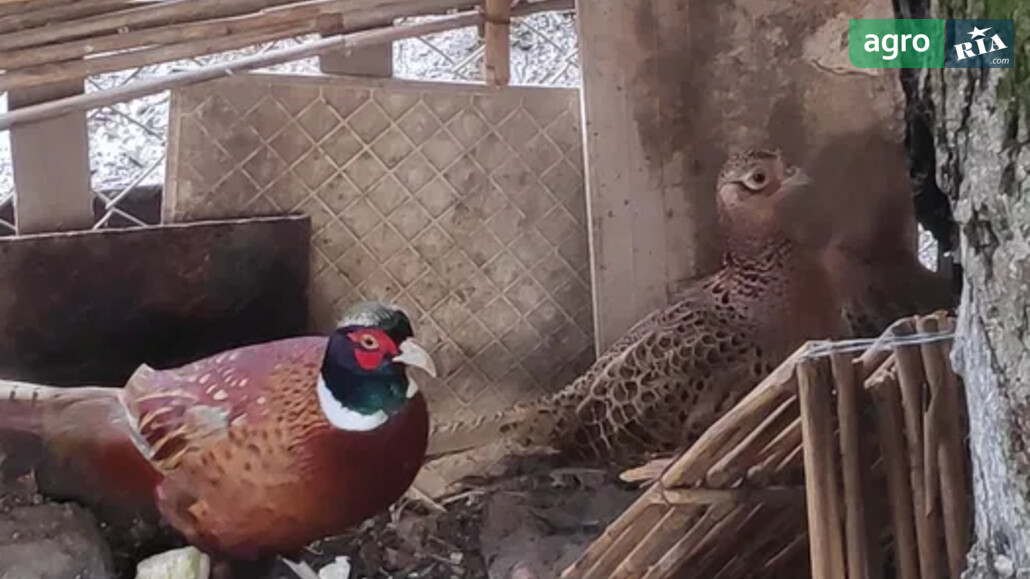 Фазан    - фото 1