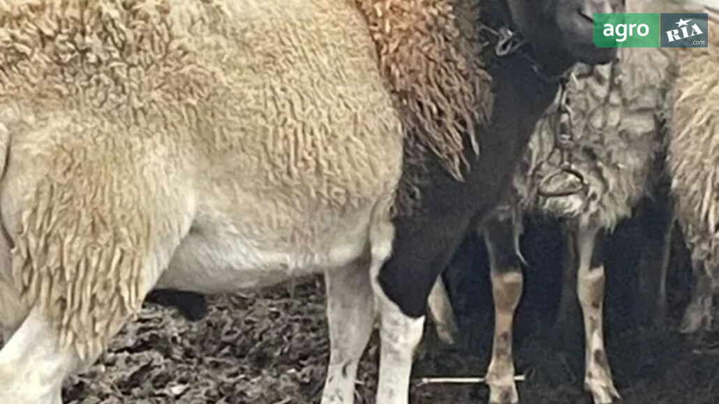 Баран    - фото 1