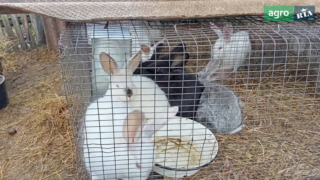 Кріль    - фото 1