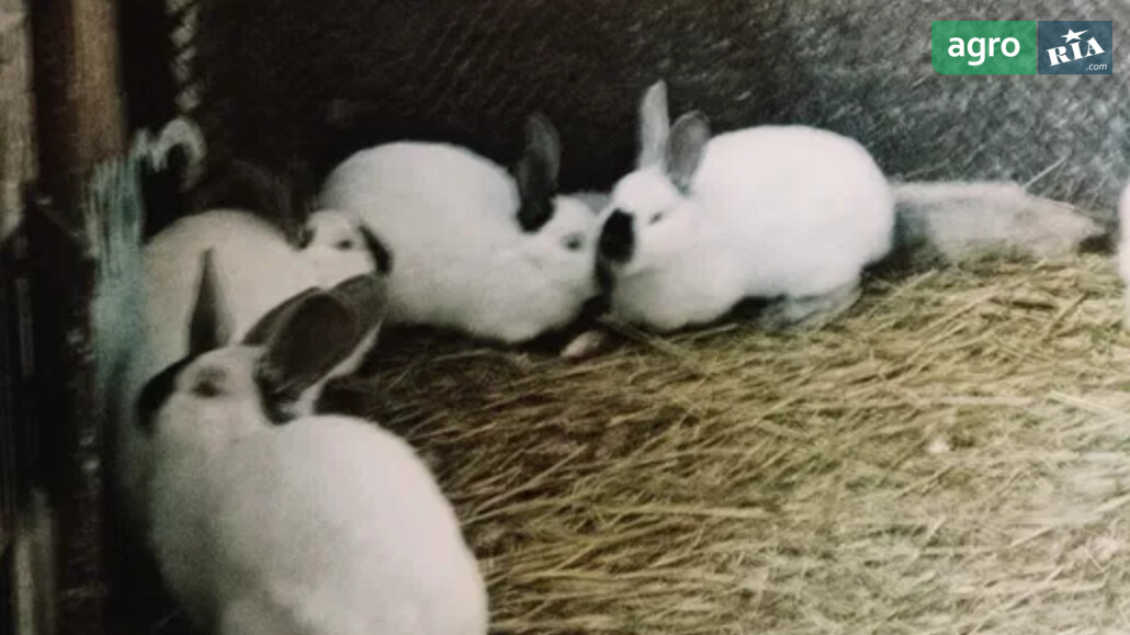 Кріль    - фото 1