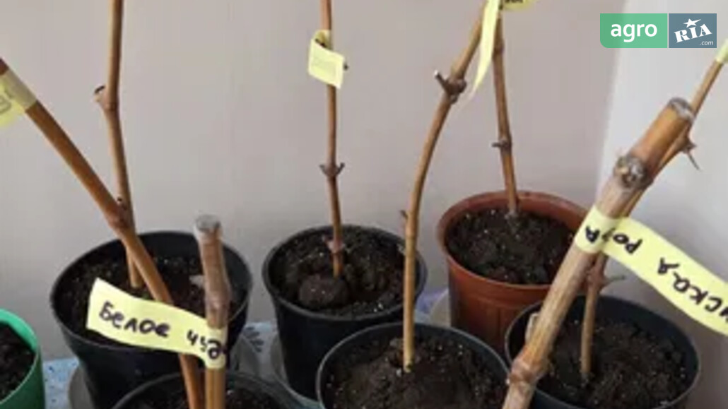 Виноград    - фото 1