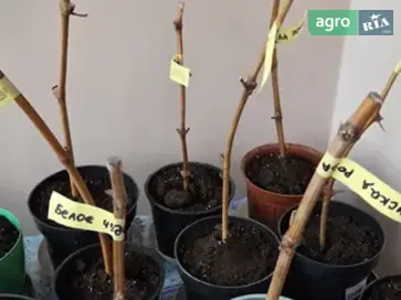 Саджанці винограду - фото