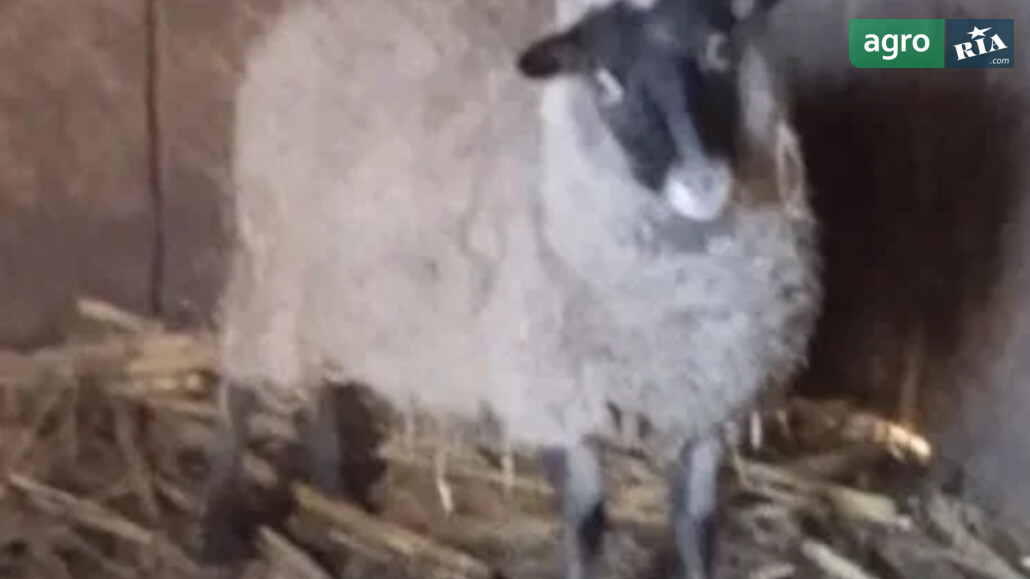 Баран    - фото 1