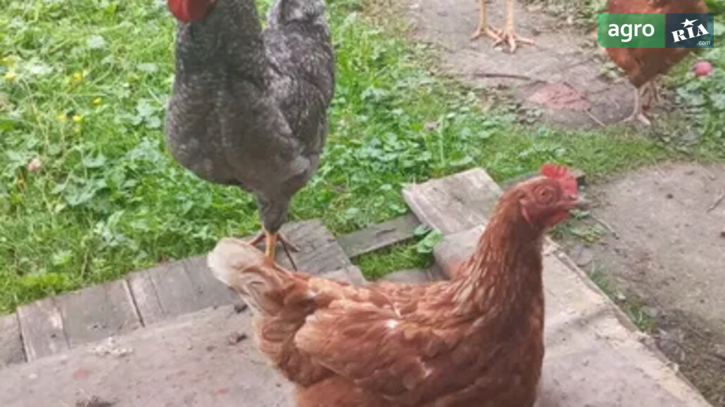 Півень    - фото 1