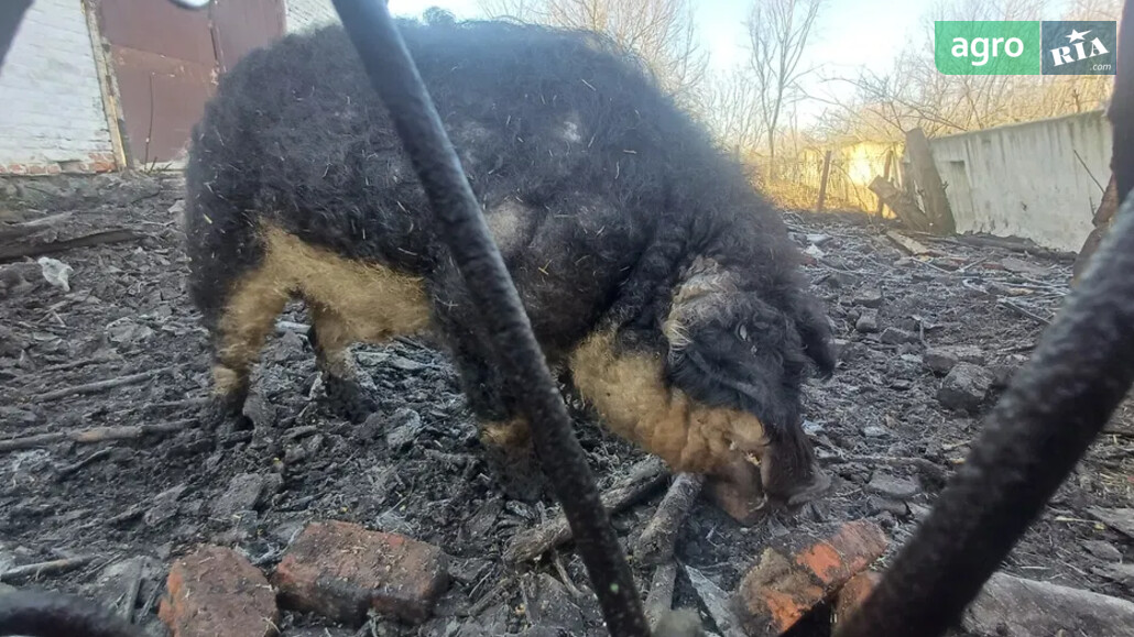 Кнур    - фото 1