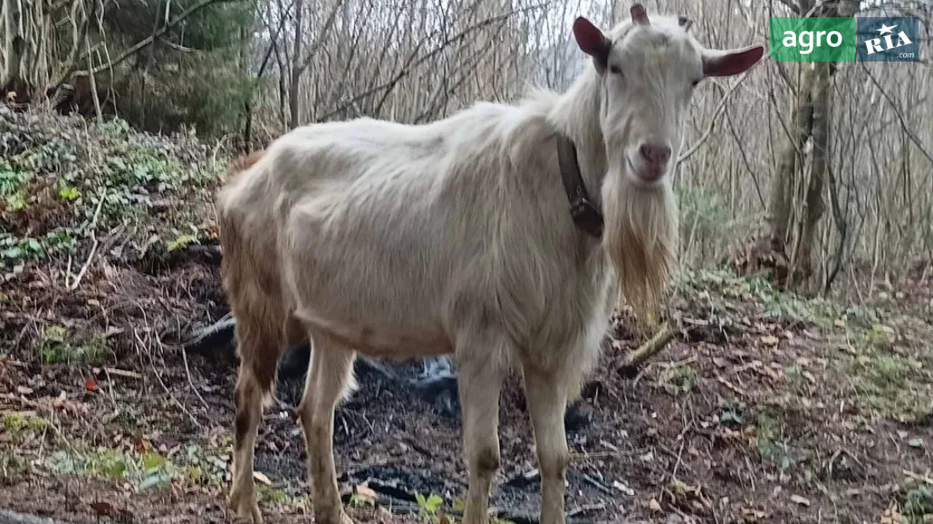 Козёл    - фото 1