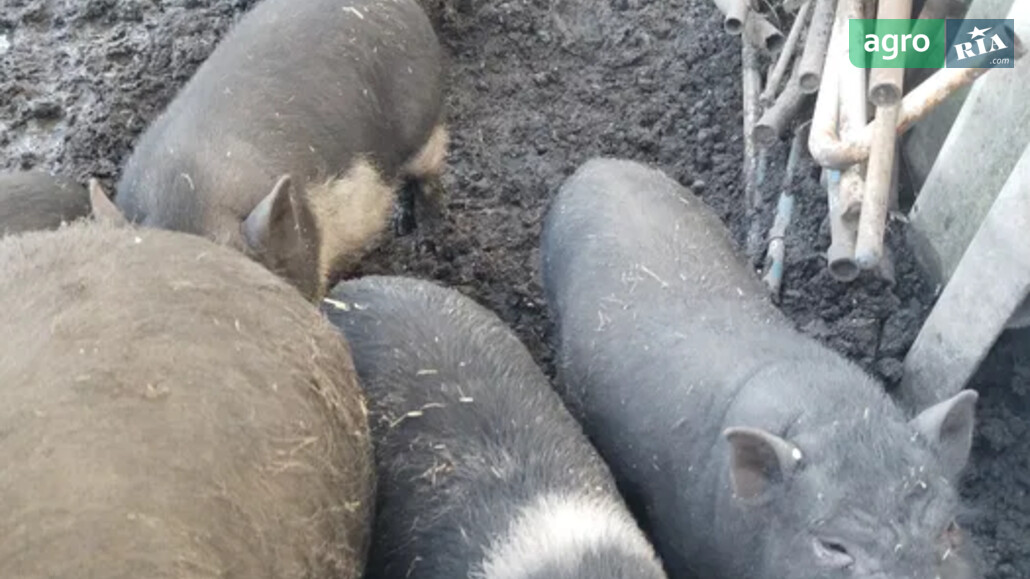 Порося    - фото 1