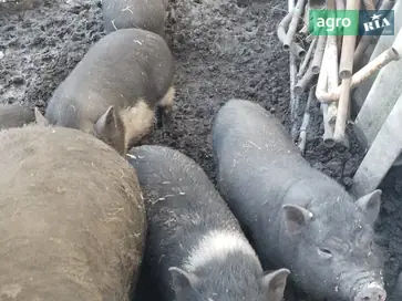 В’єтнамські поросята (2 місяці) — ідеальні для розведення та відгодівлі - фото