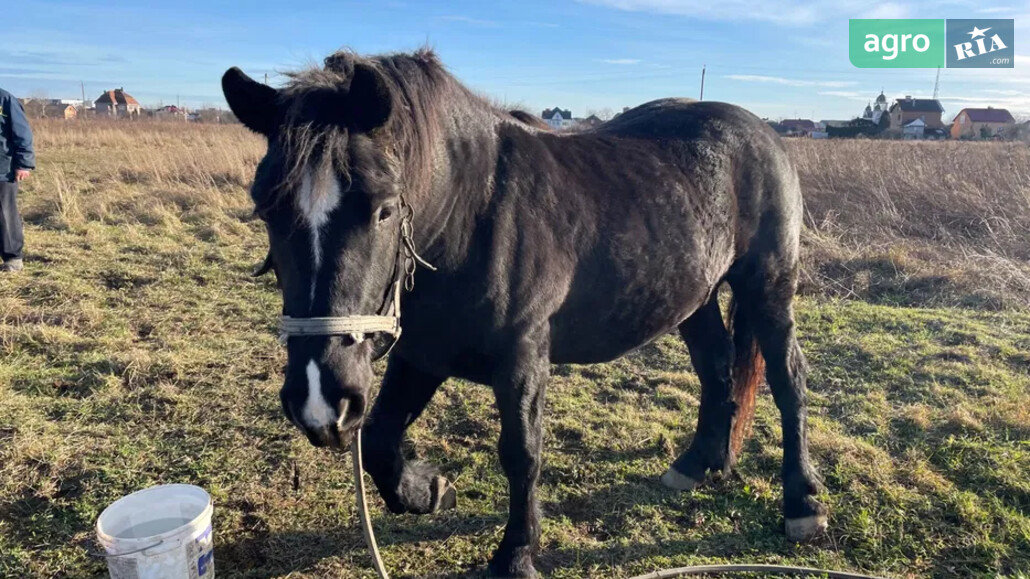 Кінь    - фото 1