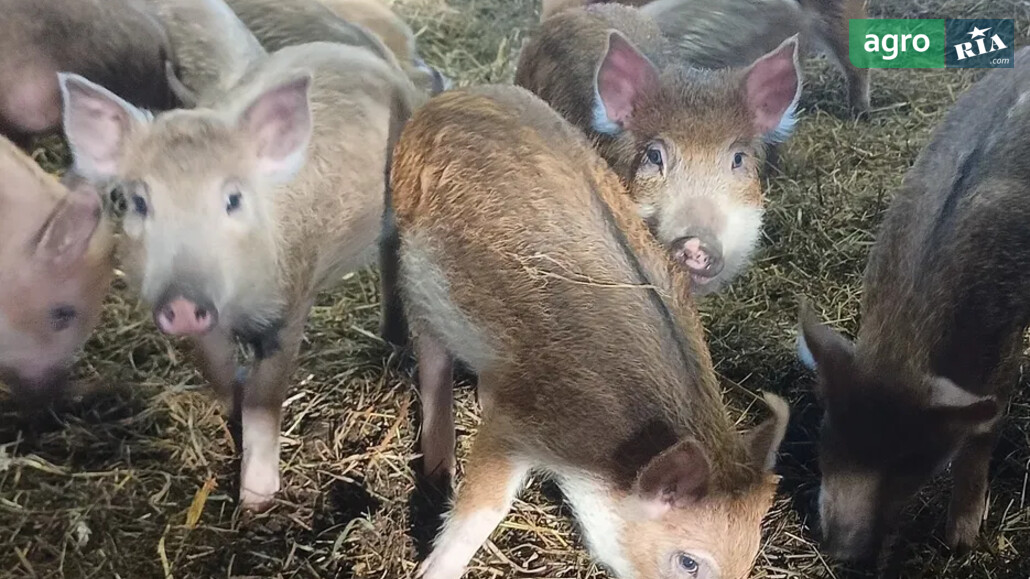 Свині    - фото 1