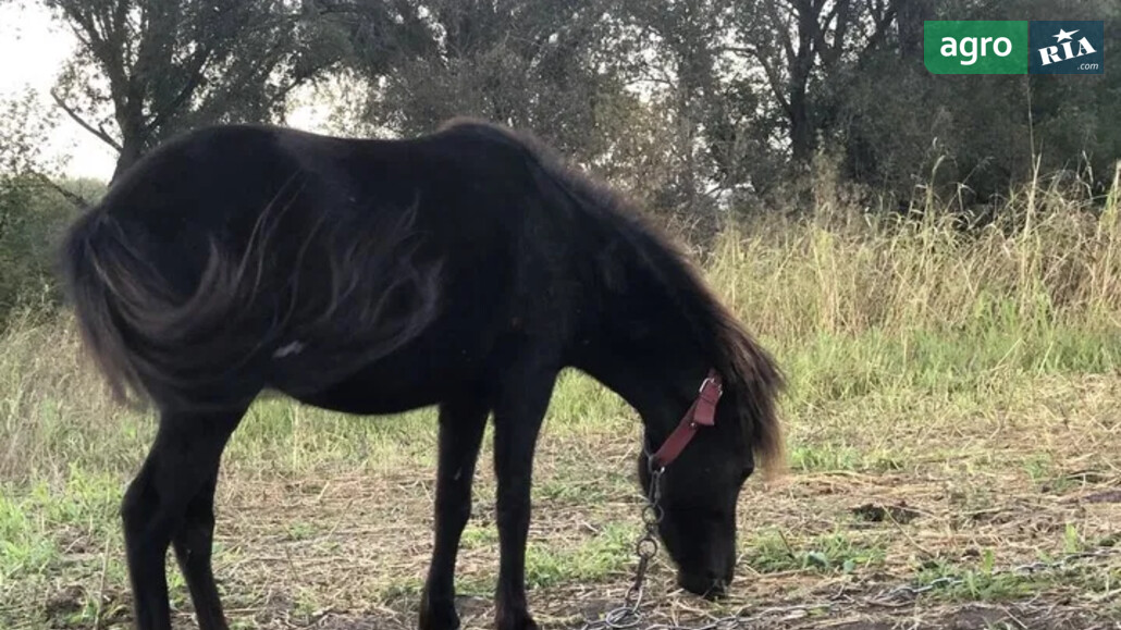 Кобыла    - фото 1