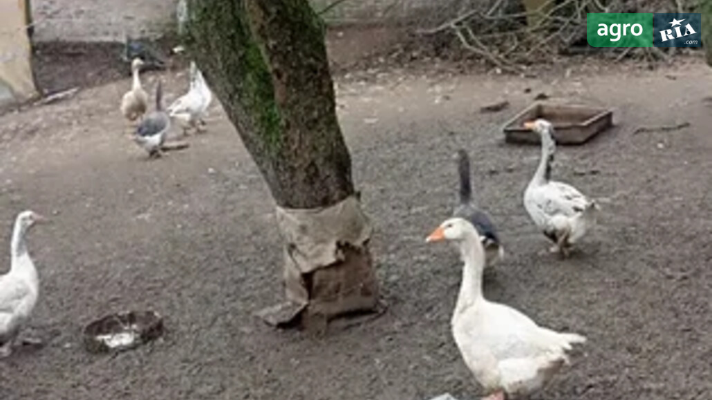 Гуси    - фото 1