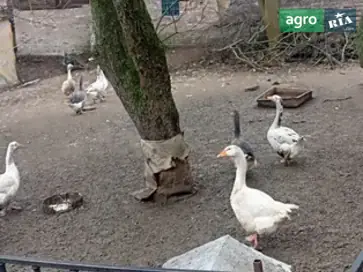  Продажа гусей разного возраста (молодняк и взрослые) — с. Халявин - фото