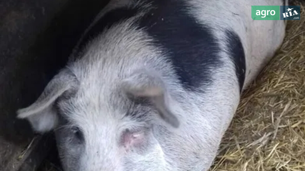 Свині    - фото 1