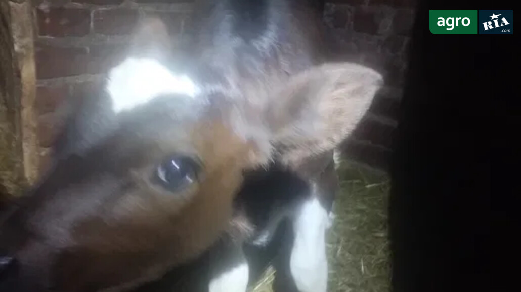 Теля    - фото 1