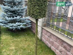 Туя топіар циліндр на штамбі