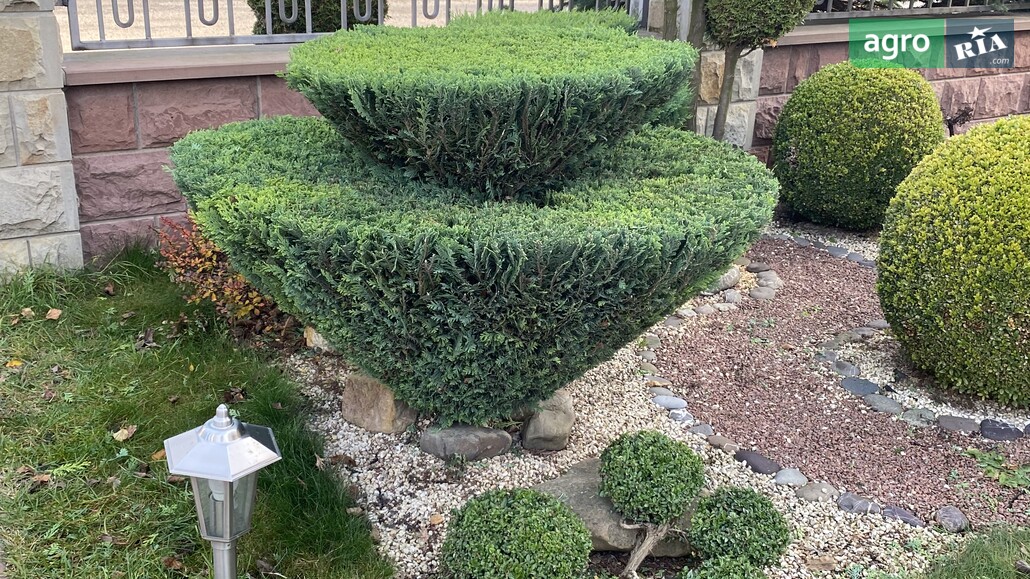 Кипарисовик    - фото 1