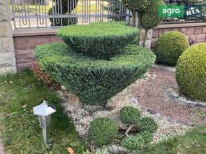 Кипарисовик топіарій