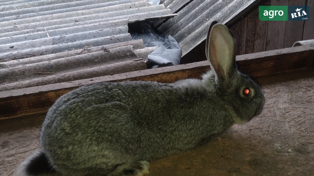 Кріль    - фото 1