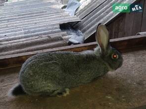 Кролі породи Єш Вік 5,6 місяців 