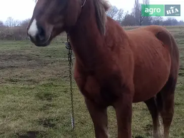 Молодий перспективний кінь (2,5 роки) — статний та здоровий. - фото