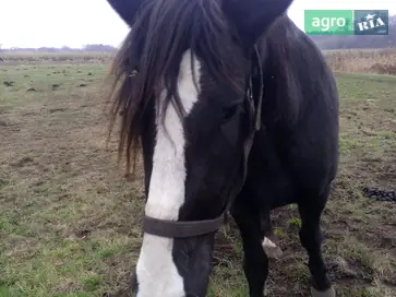 Продаж молодої перспективної кобили (вік 2,5 роки) - фото