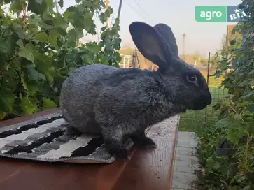 Чистопородні кролі Полтавське срібло — якісний молодняк та племінні особини - фото