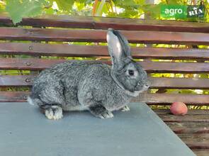Кролики Гросс шиншила