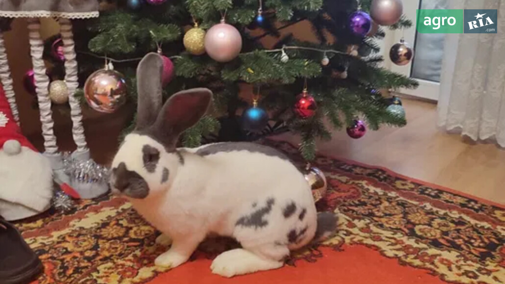 Кролі    - фото 1