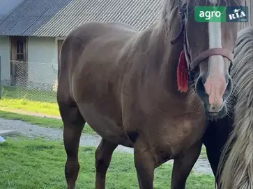 Молода робоча кобила (3,5 роки) — навчена всім видам робіт, спокійна - фото