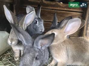 Домашні кролики