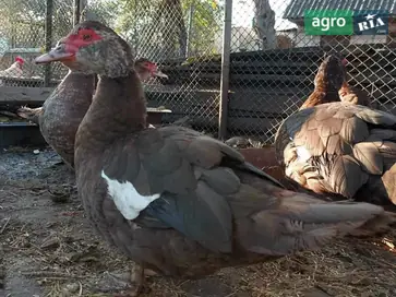  Элитные мускусные утки (индоутки, шипуны) — молодняк и взрослые. Возможен обмен! - фото