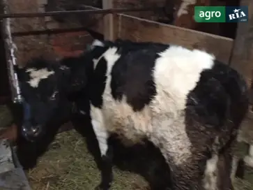 Продаж молодої телиці для власного господарства (вік 10 місяців) - фото