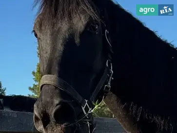 Продаж вороної кобили (2016 р.н.) — ідеальний партнер для прогулянок та навчання - фото