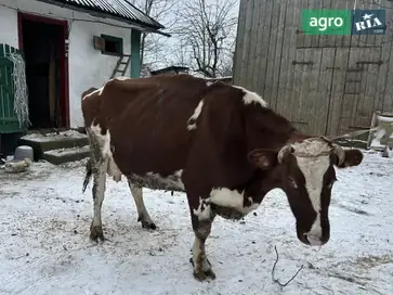 Продаж високопродуктивної корови з добовим удоєм до 20 літрів - фото
