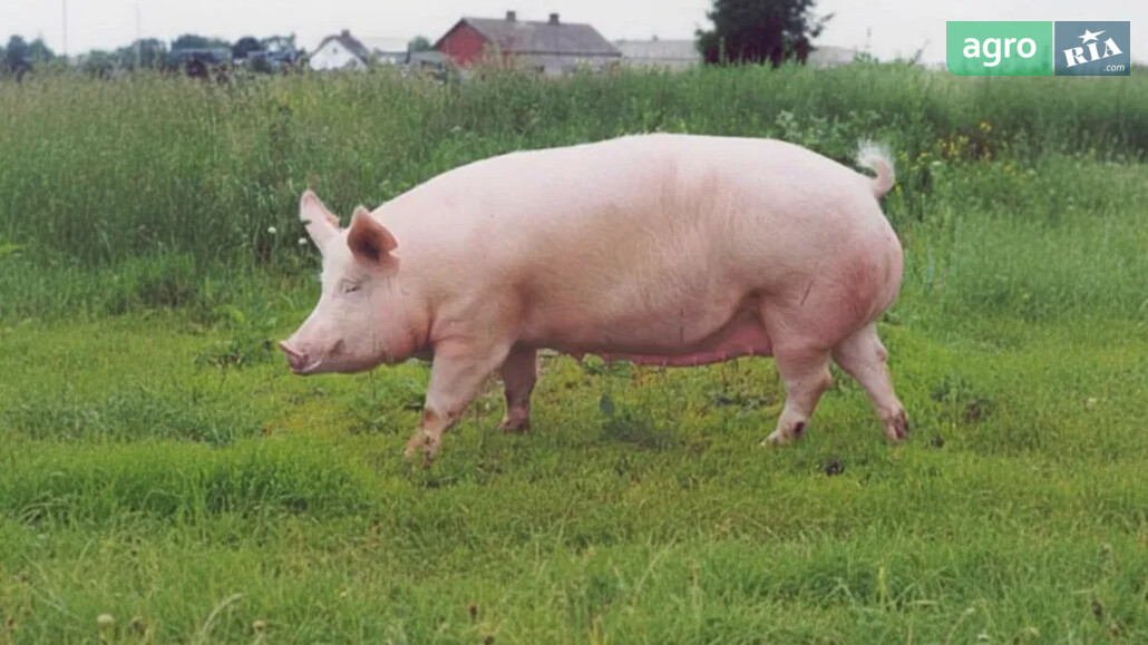 Свиньи    - фото 1