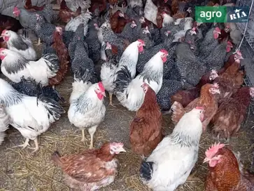 Продаж курей-несучок з високою продуктивністю та статних півнів - фото