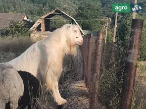 Племінний цап Ламанча (2,2 роки) — перевірений по потомству, білої масті
