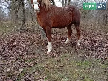 Молода робоча кобила (5 років) — м. Шумськ - фото