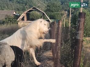 Породистий цап Ламанча — молодий плідник (2 роки)