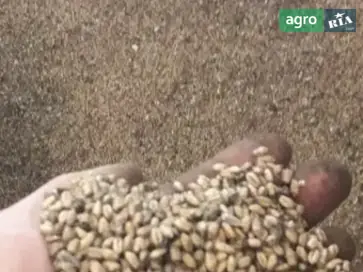 Пшеница с сашкой. - фото