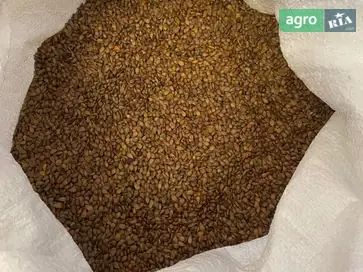 Семена яблони - фото