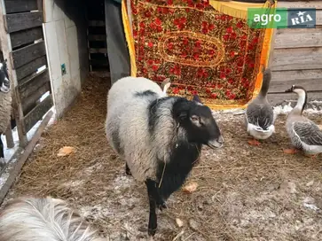 Барани живою вагою – вирощені на натуральних кормах. - фото