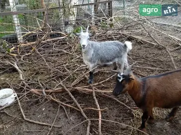 Молода камерунська козочка (50%) — перспективна лінія, вік 7 місяців - фото