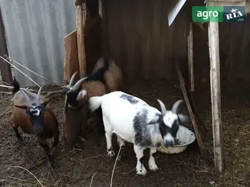 Карликова камерунська коза — другий окот, висока якість - фото