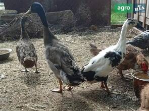 Сім'я качок породи Індійський бігунок — доросла продуктивна птиця