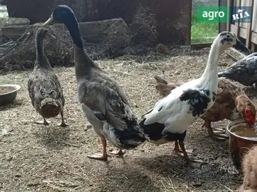 Семья уток породы Индийский бегунок — взрослая продуктивная птица. - фото