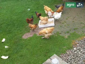 Породистые куры-несушки: Амераукана, Маран и Украинская чубатая. - фото